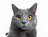 Gato