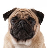 Perro
